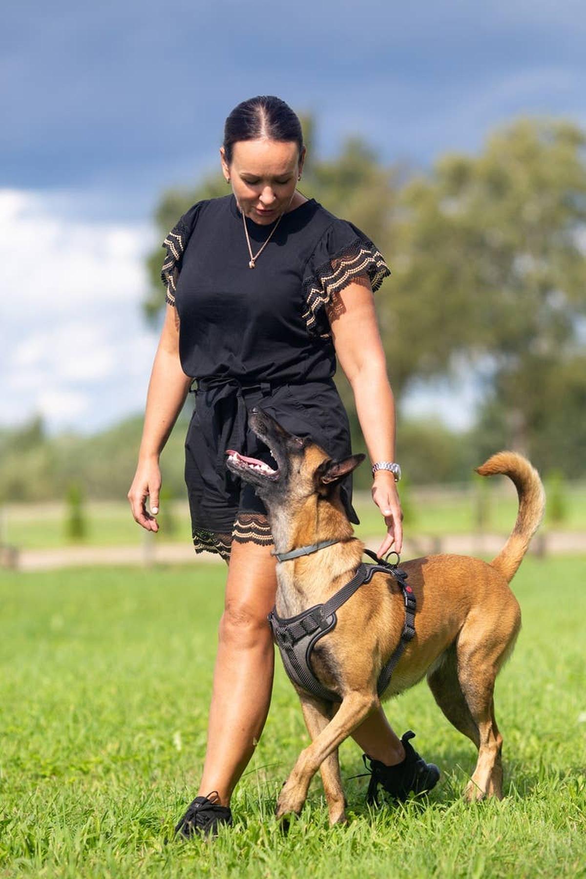  A devoted German Shepherd looking up at its female owner.