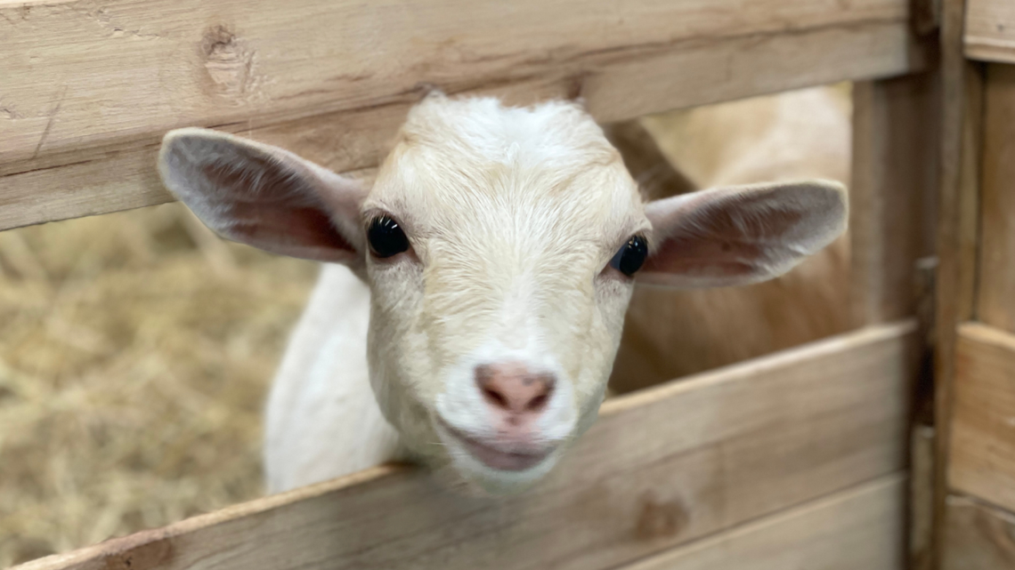 Baby Goat Can't Control Happy Hops & It's Just Too Cute 