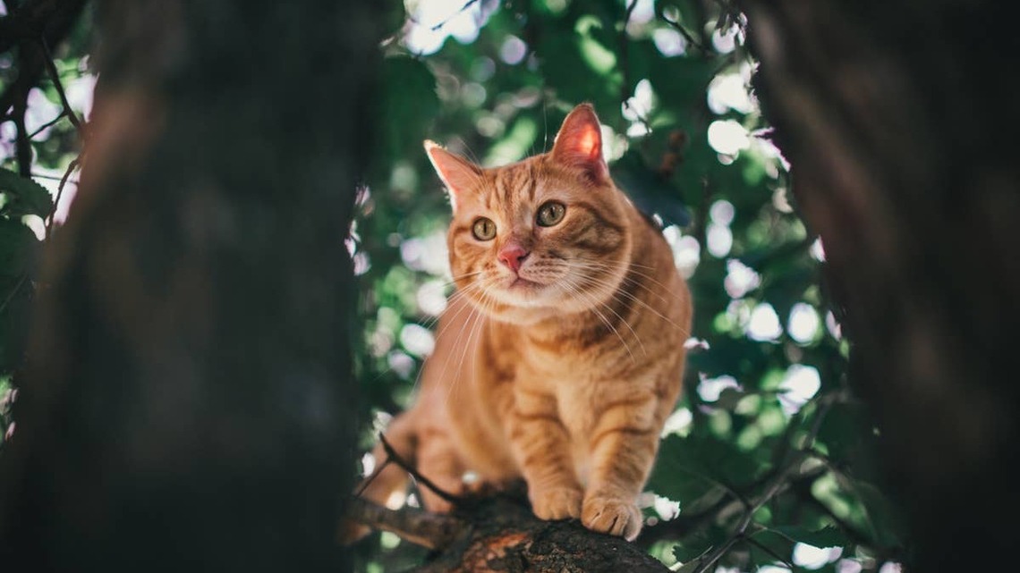 Mama Cat Raises Her Kittens in a Tree, and the Internet Can't Get Enough 