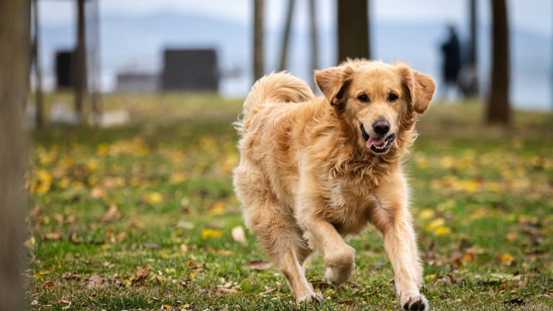 Dog Won't Come When Called? This Method Changes Everything