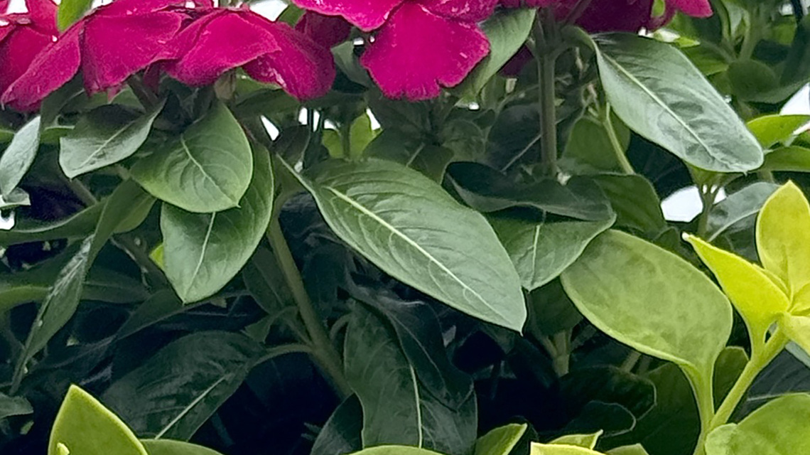 On Gardening: Mezoo Madness doubles with Golden Cascade Baby Sun Rose