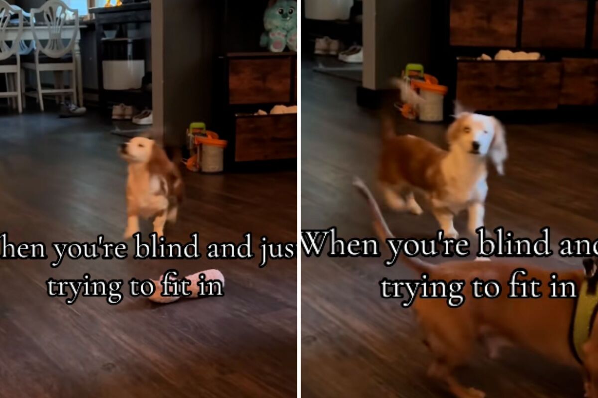  Screenshots from a June 2 TikTok video of a blind dachshund puppy trying to play with the foster dogs. 