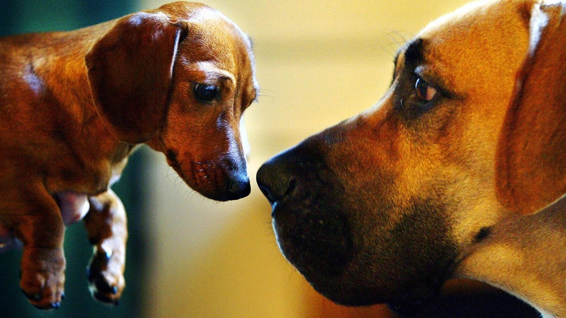 Great Dane Is So Big, He Makes a Dachshund Puppy Look Like an Ant