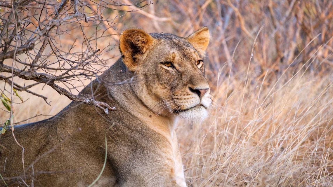 Man Sings to Lioness, and She Loved it So Much, 'She Relaxed Instantly'