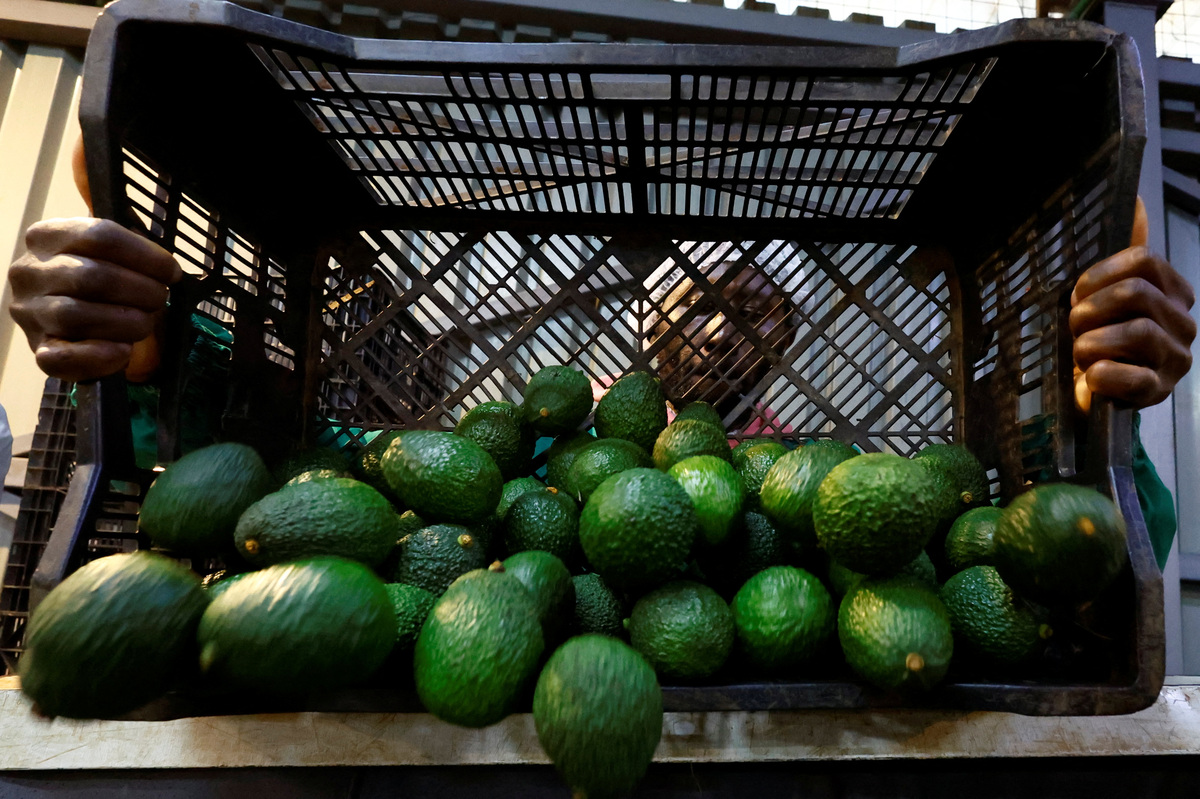 A worker sorts avocados for export to Chinese markets, at the Sunripe fresh fruits exporters factory in Limuru district of Kiambu County near Nairobi, Kenya June 4, 2026. REUTERS/Thomas Mukoya