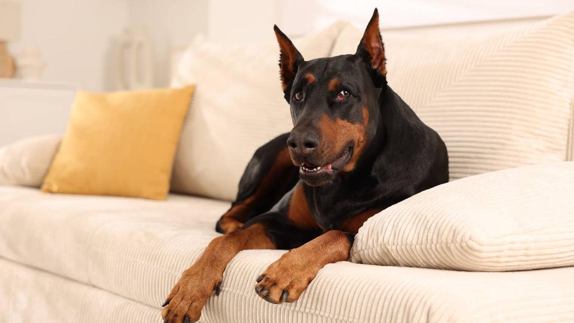 Cowboy the Doberman Lives a Pampered Life, and It's So Relatable 