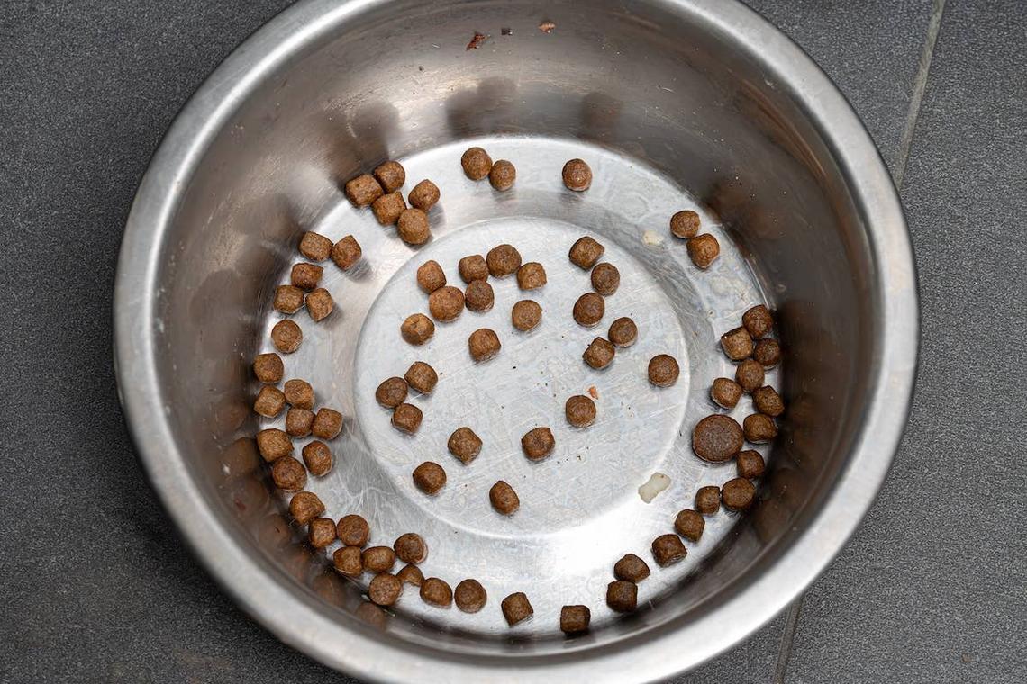  Kibble in dog food bowl.