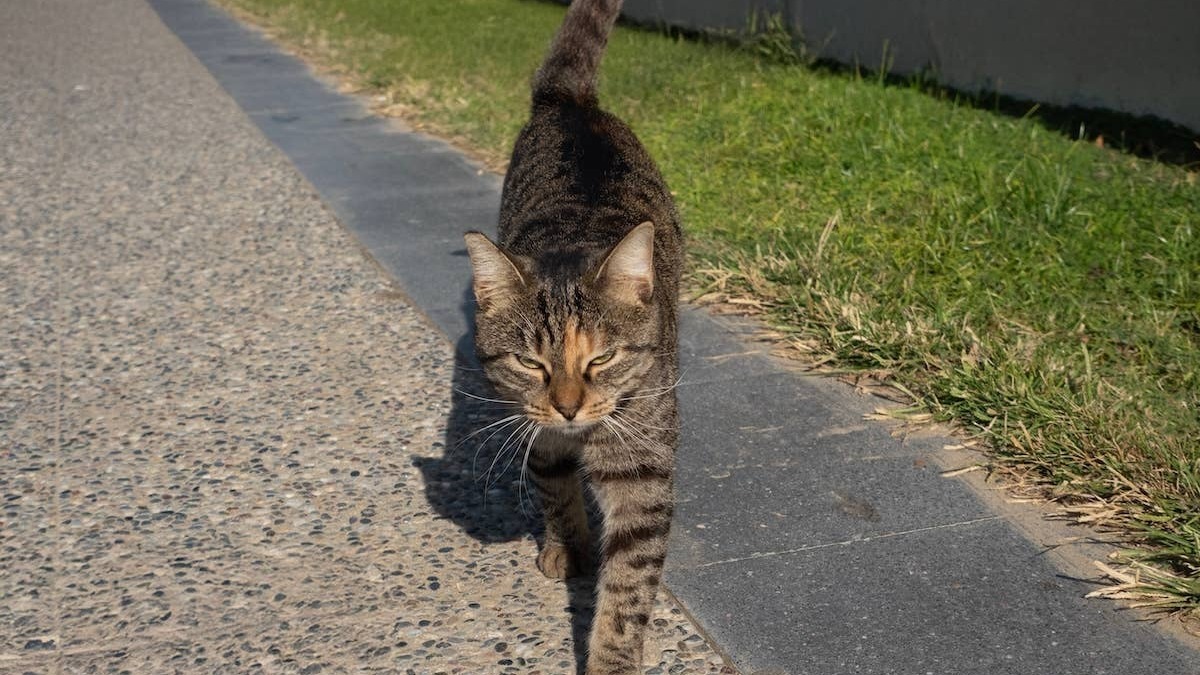 A street cat with a dangerous and dissatisfied face. 