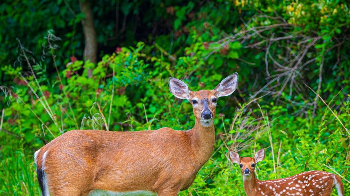 Dog Learns the Hard Way Not To Mess With a Mama Deer 