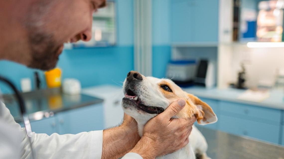 Lost for Over a Decade: Sparkles' Story Proves Microchipping Saves Families 