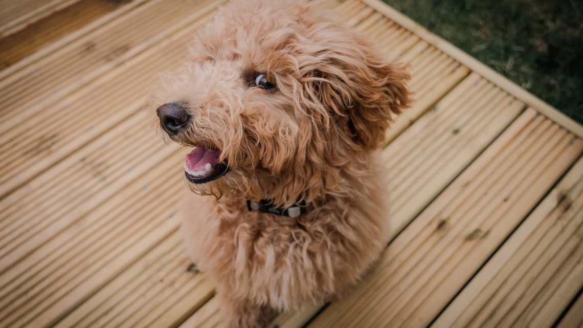 Goldendoodle and Cane Corso Fall for Each Other at Daycare, and It's the Love Story We've Been Waiting For 