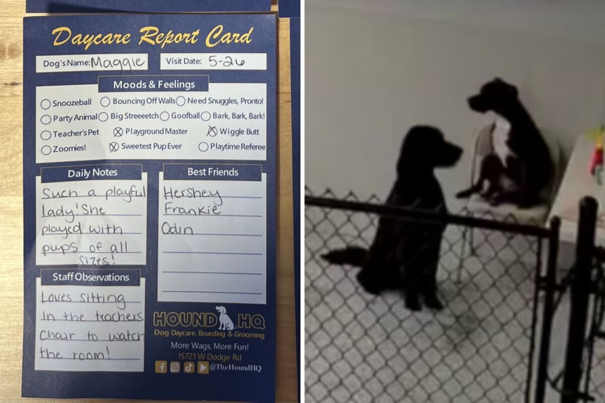  Screenshots from a May 28 TikTok video of doggy daycare giving a report card about a pup’s habit of sitting on the teacher’s chair. 