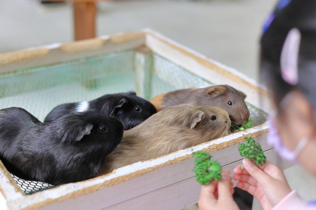  Understanding guinea pig behavior helps improve their quality of life.
