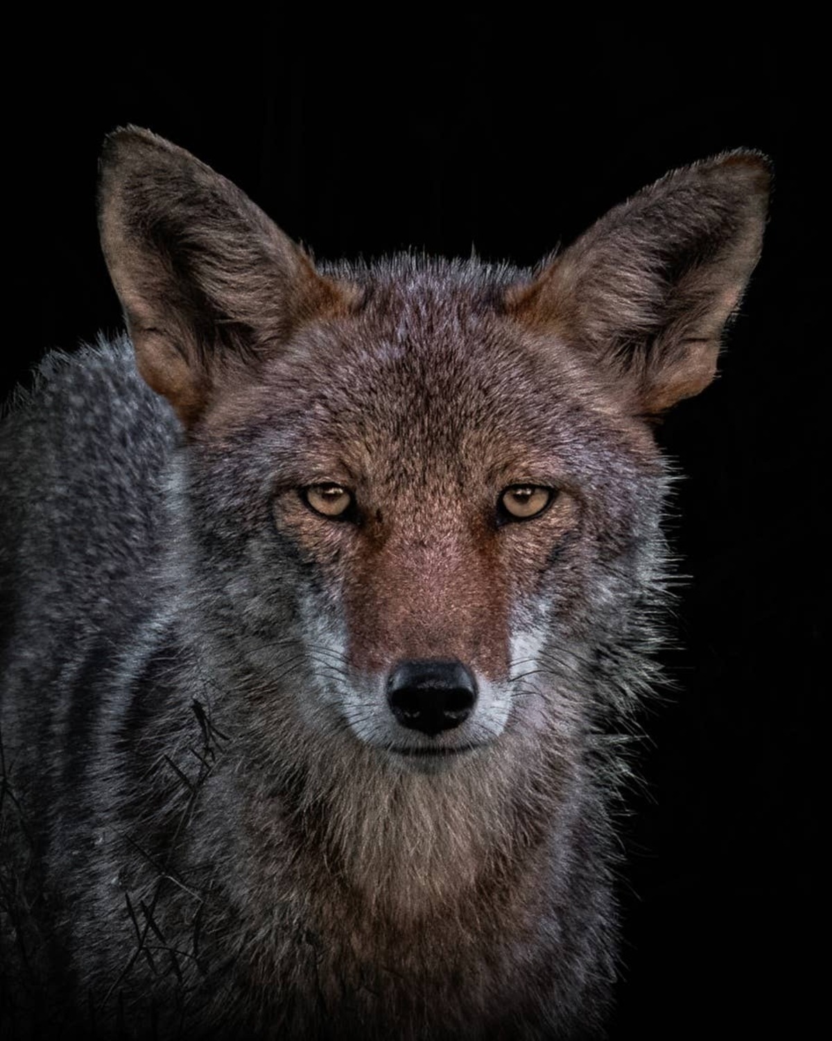  Coyotes are more active at dawn and dusk.
