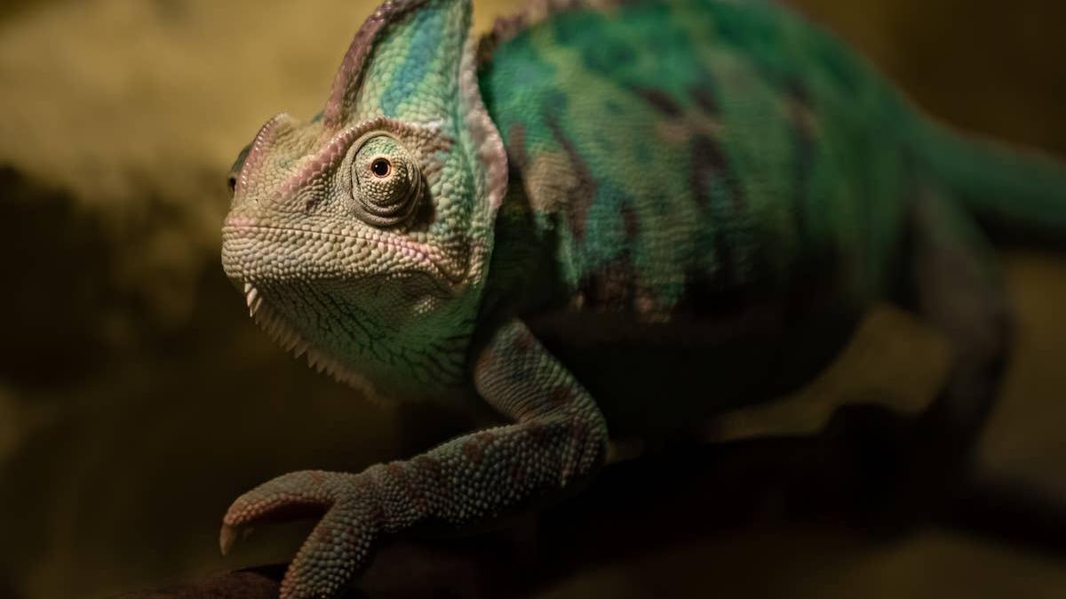 Chameleon sitting on someone's knee. 