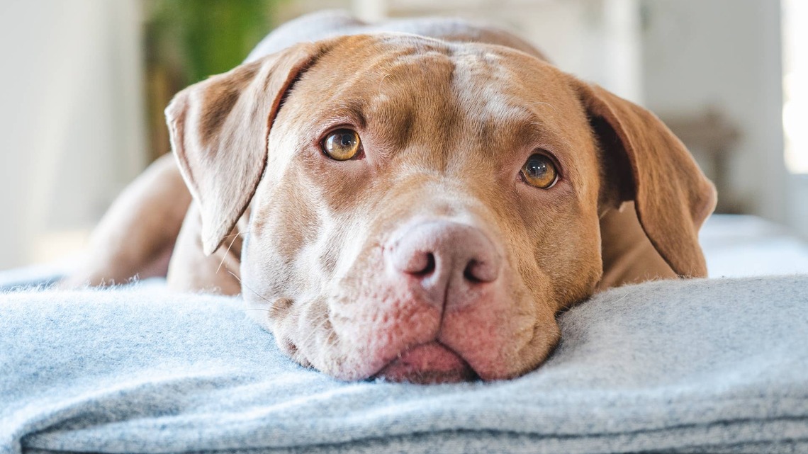 This Pit Bull Lists Every Nonsensical Thing His Humans Do, and It's a Pretty Valid List 