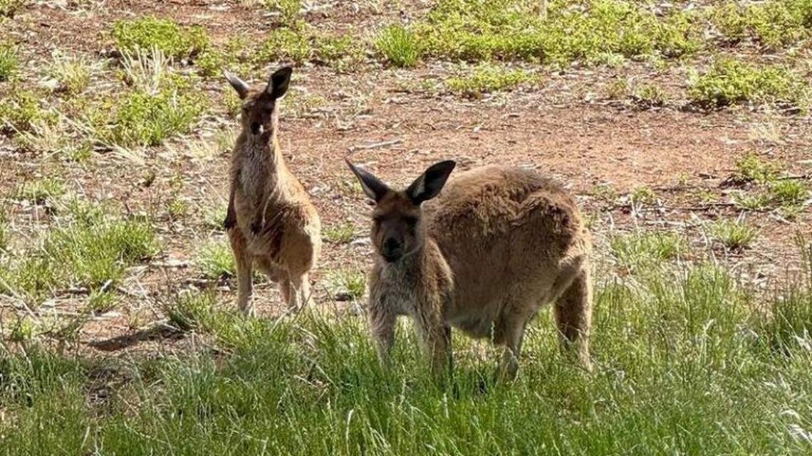 Clare Valley Girls Getaway: Where to Sip and Stay 