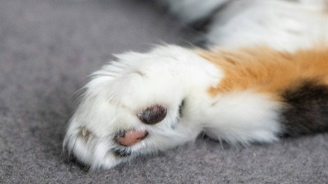 Extra Fluffy White Persian Cat Looks Like a 'Family Sized Bag of Cotton Balls With Paws' 