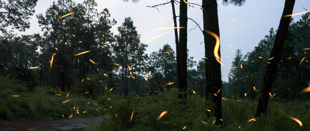A composite of multiple images shows the flickering lights of fireflies at night.