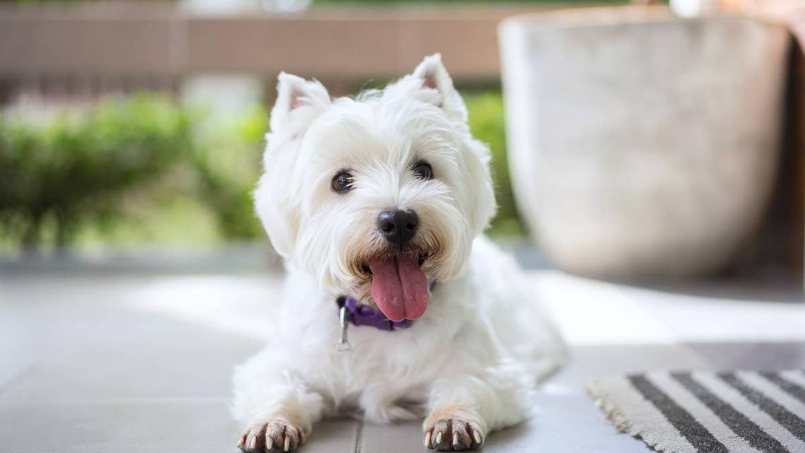 A Boston Terrier hearing calming words. 