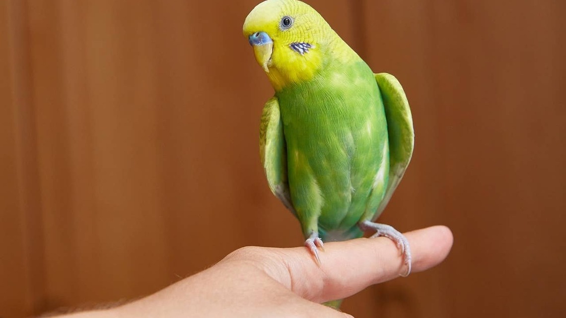 3 Easy Songs to Teach Your Parrots to Sing, According to Pet Experts
