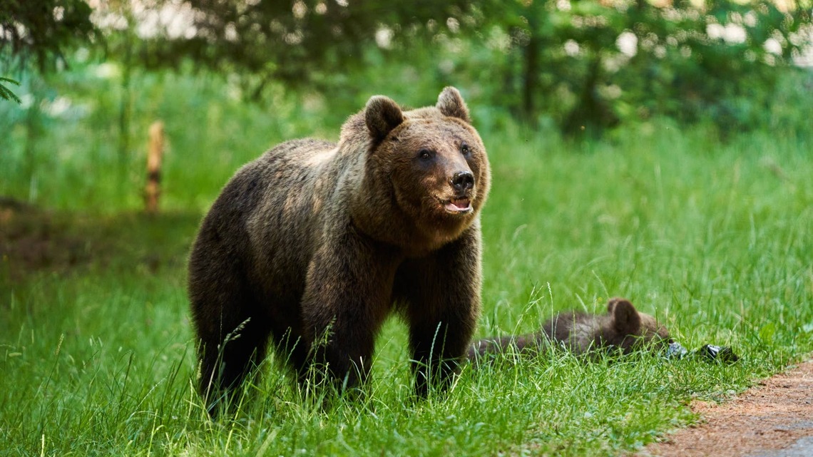 Bear Left Utterly Baffled by Man Too Glued to His Phone to Notice Him 