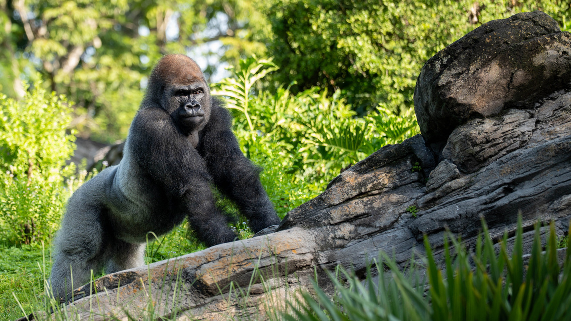 'The dawn of a new era': Disney welcomes new silverback gorilla Bakari 