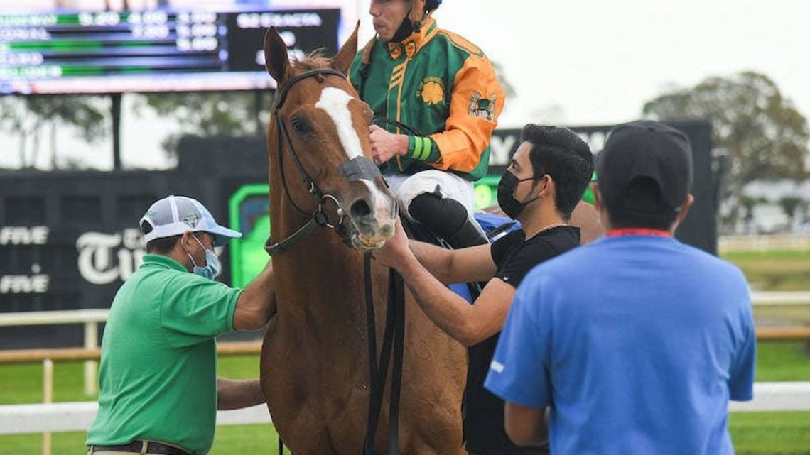 Grade 1 Winner Classic Causeway Sold To Stand In Uruguay 