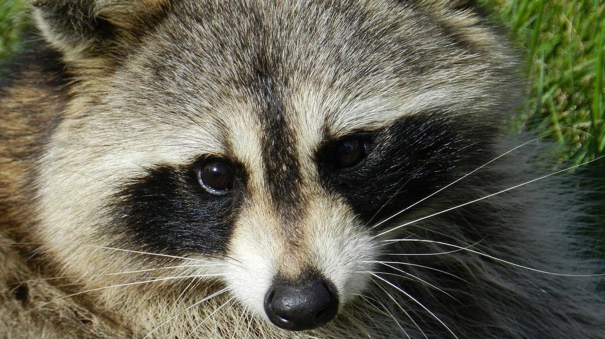 close up of a raccoon.