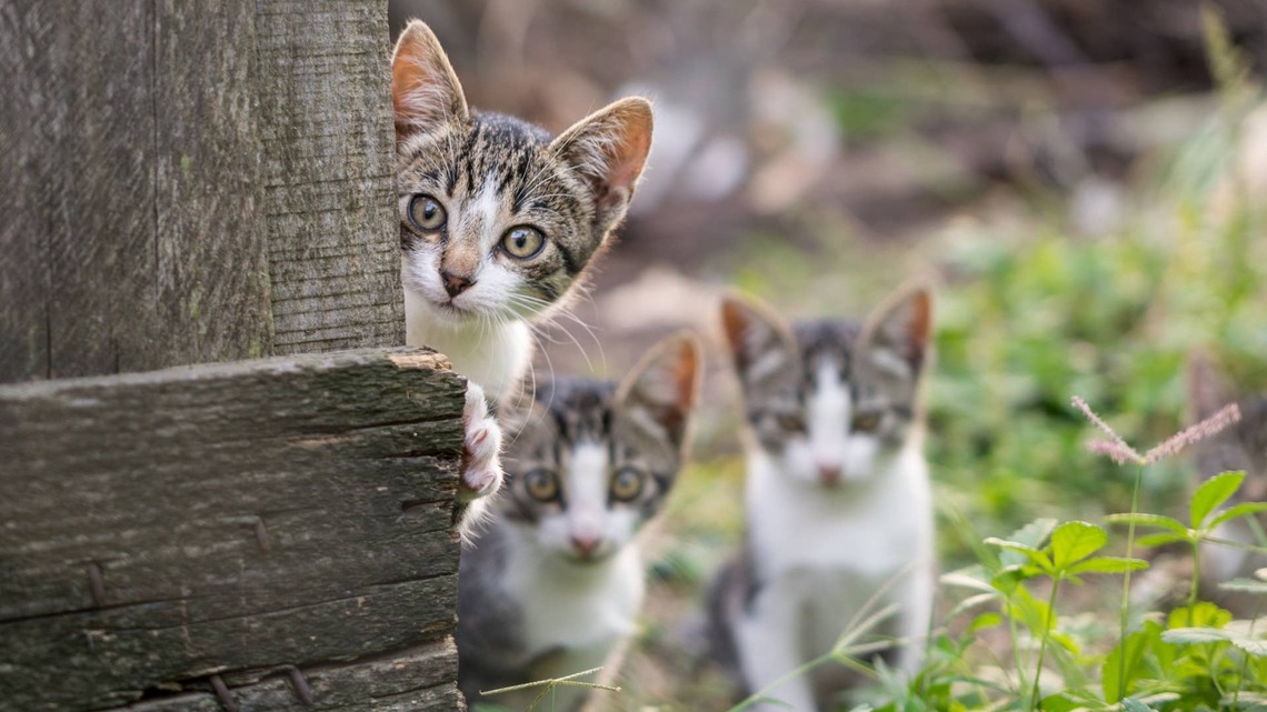 Wild Mama Cat Has Officially Had Enough of Her Kittens' Nonstop Roughhousing 