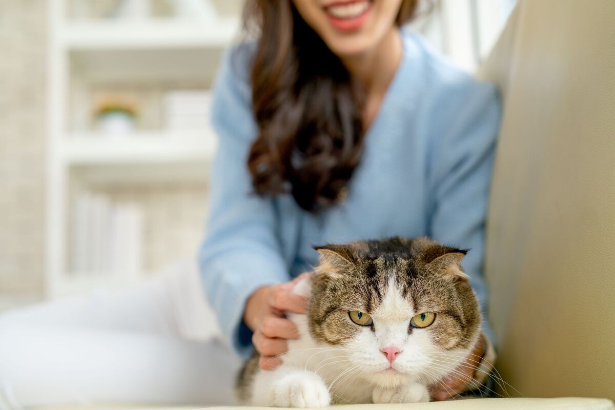  A stock image of a cat sitting on the couch with a grumpy look as the owner has her hands on its back. 