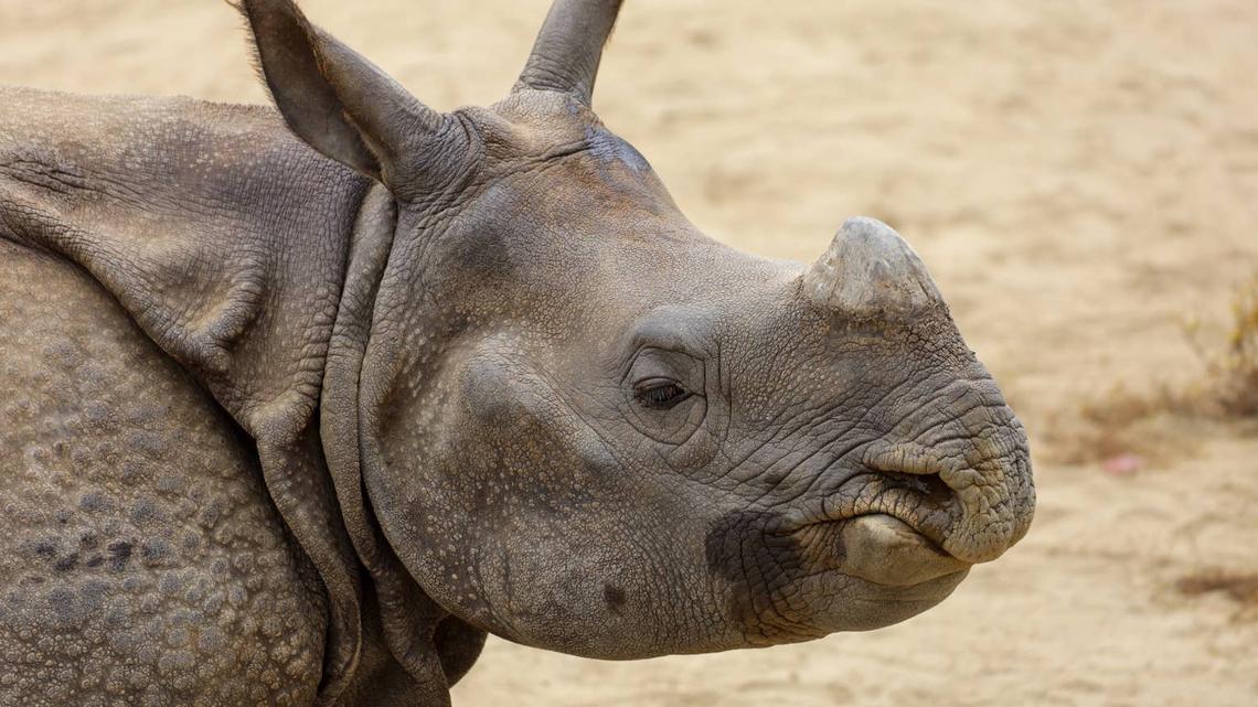 Greater One-Horned Rhino. 