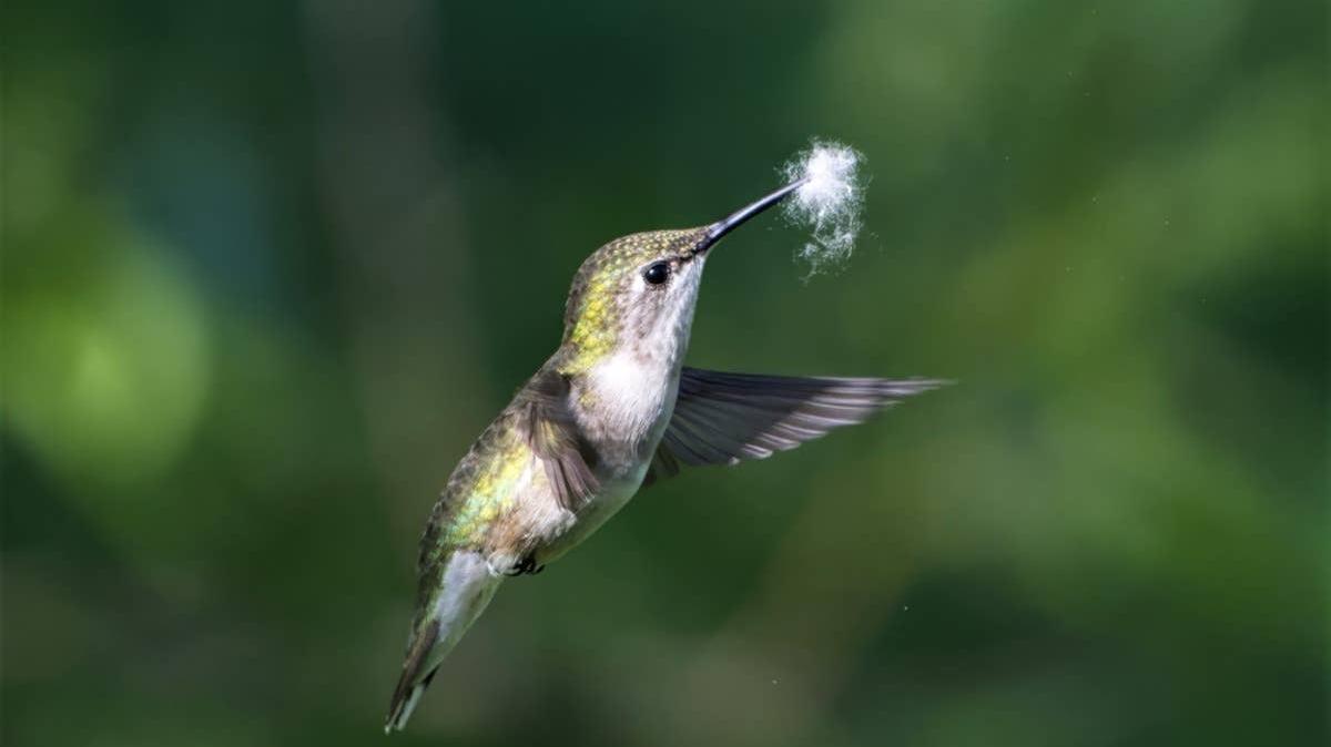 Hummingbird flying while carrying nesting materials in its beak. 