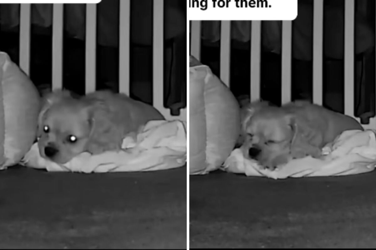  Screenshots from a July 1 TikTok video of a security camera capturing the moment a puppy settled down after receiving her owner’s T-shirt as a comfort item. 