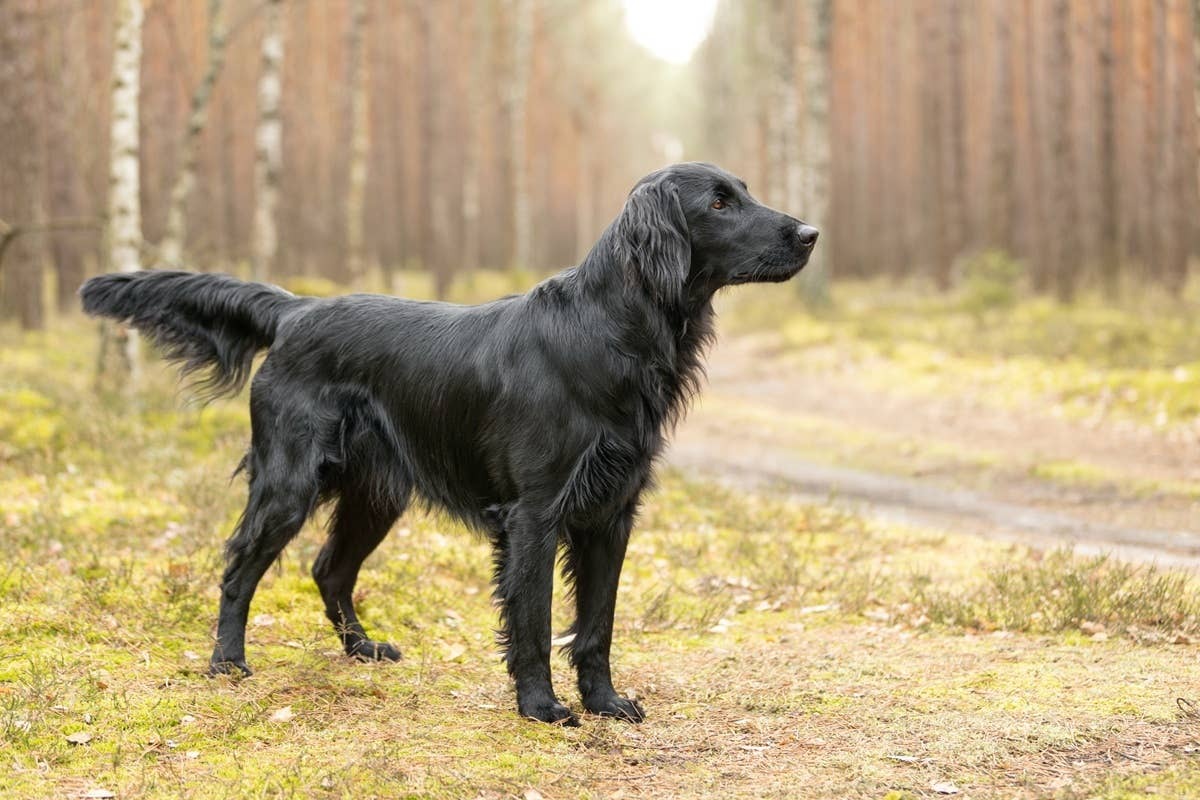 A black Flat-Coated Retriever is similar to a Golden Retriever.