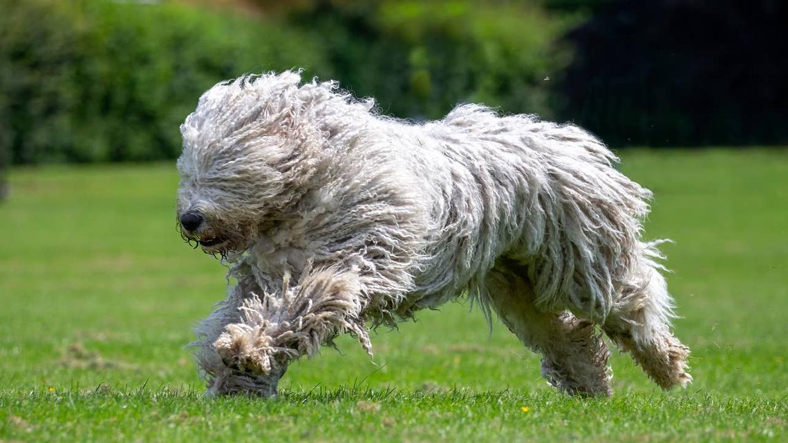  A Komondor dog mid-run. 