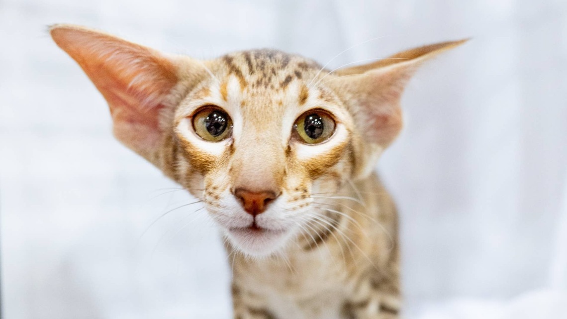 Cute Oriental Shorthair Kitten Looks Like 'A Dragon Trying To Breathe Fire for the First Time' 