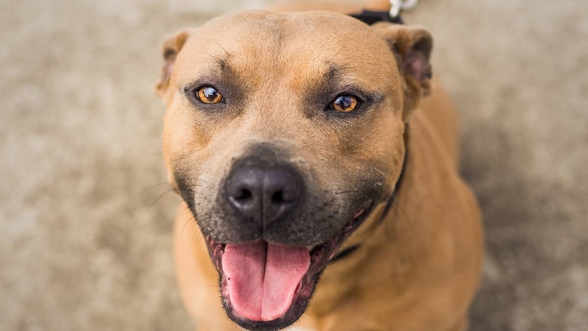 A beautiful brown Pit Bull mix dog looks up at the camera.