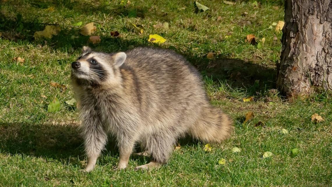 Urgent Warning Issued About 'Zombie' Raccoons: What To Do If You Spot One 