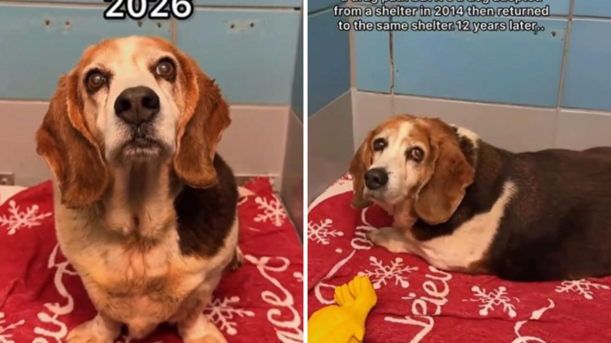 Screenshots from a May 23 Instagram video of a senior dog, Lola, sitting inside an animal shelter, the same one she was adopted from 12 years earlier. 