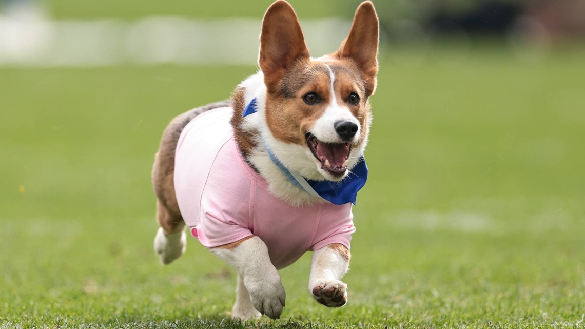 This Dog Parent Has a Hilarious Warning for Future Herding Dog Adopters
