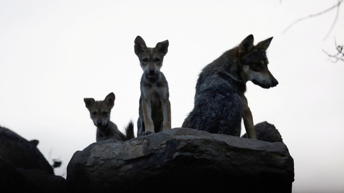 FILE PHOTO: Mexican gray wolf cubs, an endangered native species, are seen in their enclosure at the Museo del Desierto, in Saltillo, Mexico July 2, 2020. REUTERS/Daniel Becerril/File Photo