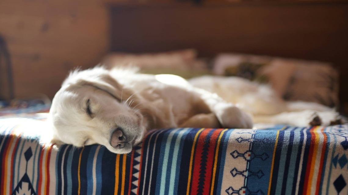 10 Best Low-Maintenance Dog Breeds for First-Time Owners 