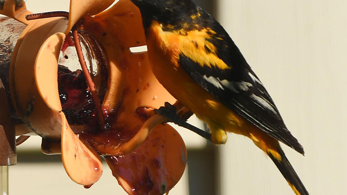 A Baltimore oriole eats grape jelly from a backyard feeder in Racine, Wisconsin Monday June 27, 2022. (Mark Hertzberg/ZUMA Press Wire/TNS)