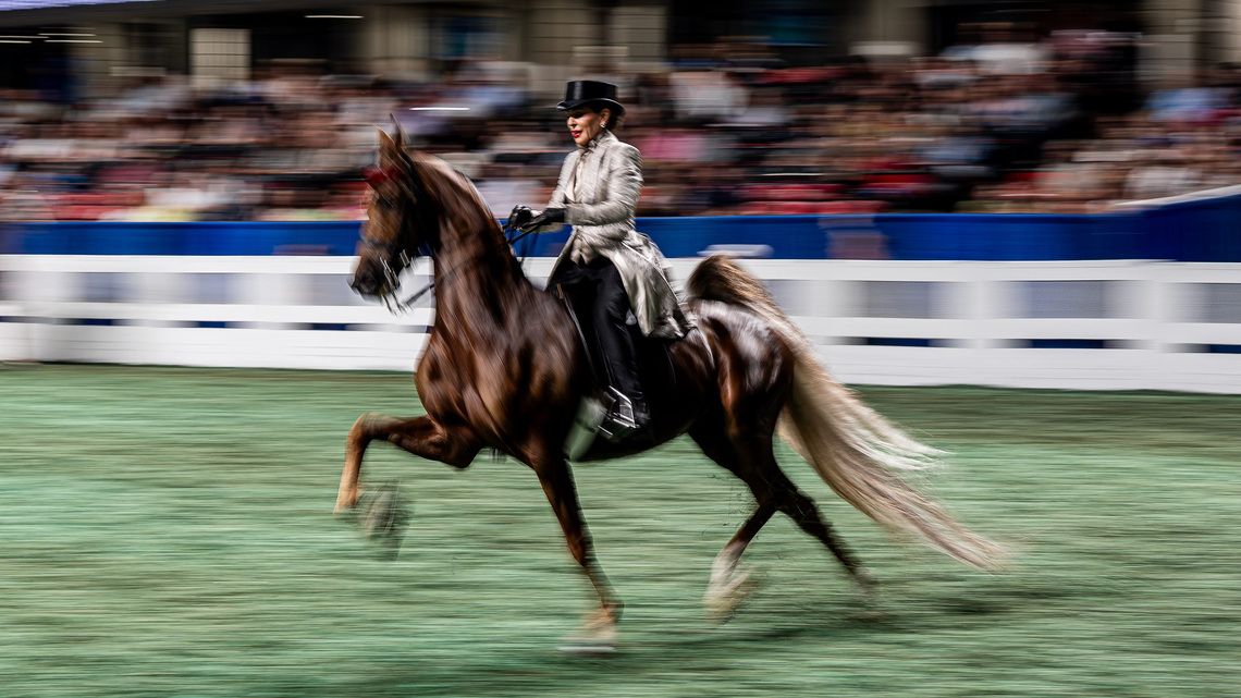 Here's your guide to the 2026 World's Championship Horse Show