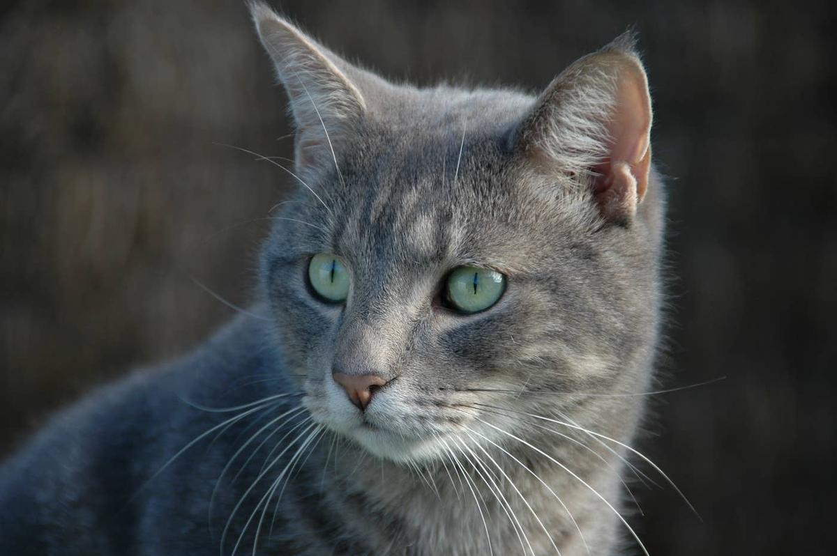  A grey cat with green eyes.
