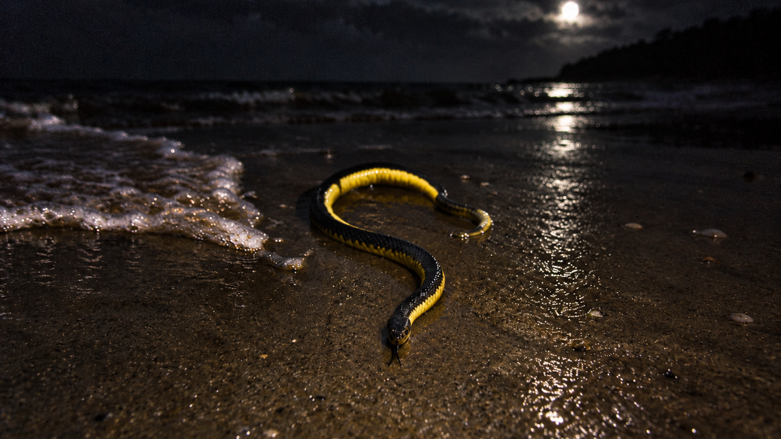Venomous Sea Snake Startles Orange County Beachgoers in Rare El Niño Sighting (Video) 