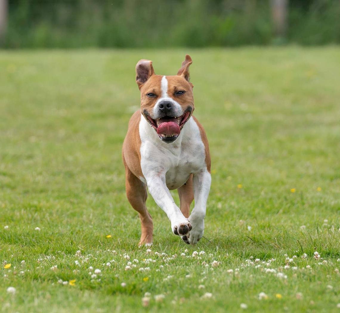  A happy dog running toward a noise it likes. 