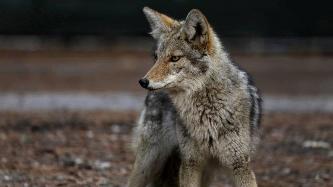What It Means When Coyotes Howl at Night Near Homes 