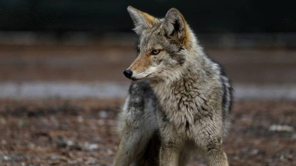 Coyotes are most often heard at night in residential areas. 